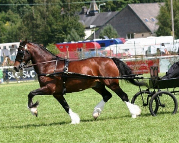 horse Elmway Glen (Welsh-Cob (Sek. D), 1991, from Gwenfo Apollo)