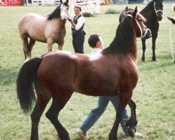 Pferd Mitcheltroy Firefly (Welsh-Cob (Sek. D), 1976, von Gwenfo Victor)