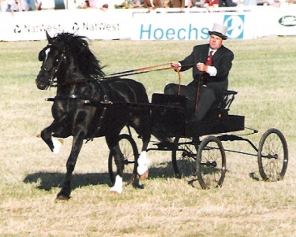 horse Mitcheltroy Black King (Welsh-Cob (Sek. D), 1990, from Gwenfo Apollo)