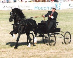 horse Mitcheltroy Black King (Welsh-Cob (Sek. D), 1990, from Gwenfo Apollo)