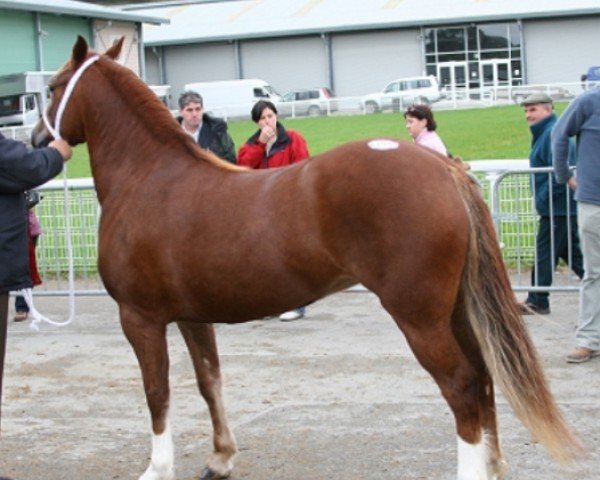 broodmare River Queen of Diamonds (Welsh-Cob (Sek. C), 2005, from Tremymor Sir Geraint)