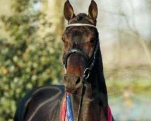 stallion Nintender (Dutch Warmblood, 2002, from Namelus R)