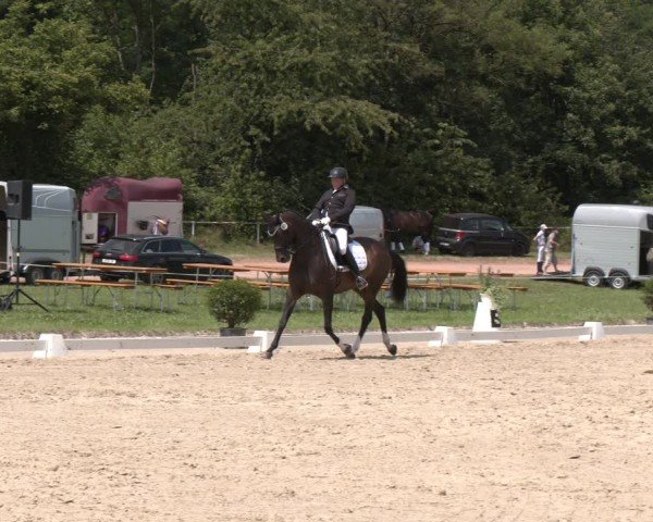 Reitturnier Heiligenwald 2024