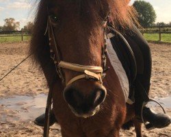 horse Bonny (Shetland B (about 107-117),  )