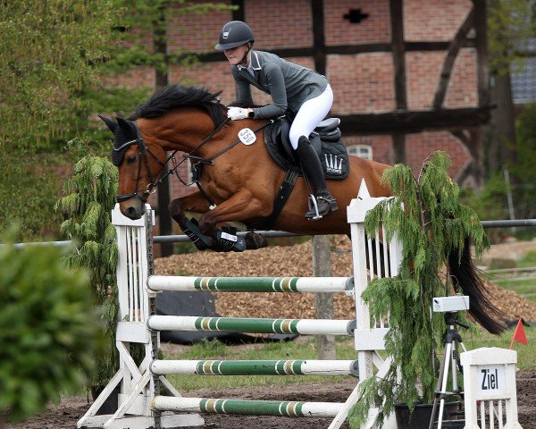 jumper Neela (Oldenburg show jumper, 2013, from Nabab de Rêve)