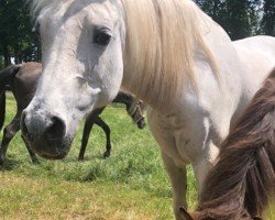 Zuchtstute Teun (Nederlands Rijpaarden en Pony, 2001, von Idzard)