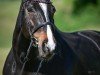 jumper Ard Luster (Irish Sport Horse, 2008, from Luidam)