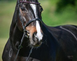 Springpferd Ard Luster (Irish Sport Horse, 2008, von Luidam)