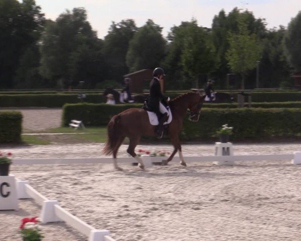 Reitturnier Neustadt/Dosse 2024