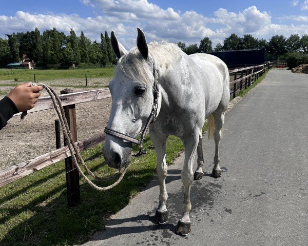 Springpferd Carvajal (Mecklenburger, 2012, von Cristallo II)