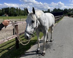 Springpferd Carvajal (Mecklenburger, 2012, von Cristallo II)