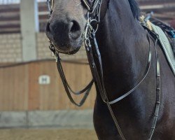 dressage horse El Crusador (Westphalian, 2007, from Ehrenpreis)