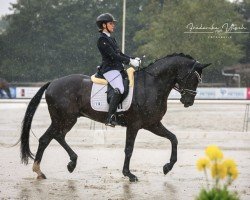 dressage horse Dracoon Hill (Hanoverian, 2019, from Devonport)