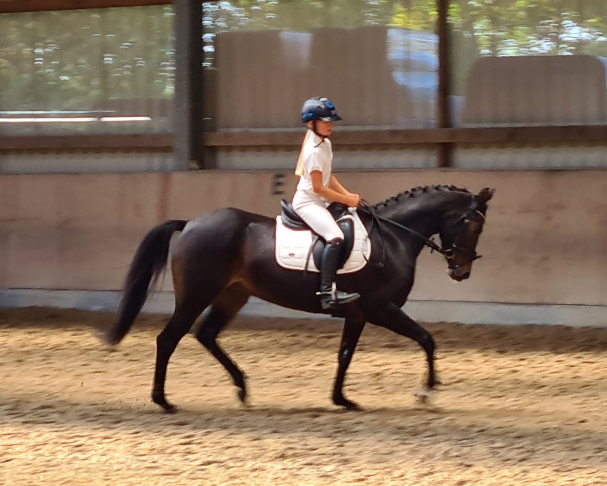 Zuchtstute Tara (Nederlands Rijpaarden en Pony, 2016, von Wizard)