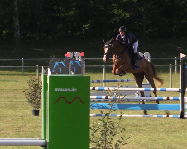 jumper Bob der Baumeister 3 (Hanoverian, 2019, from Balou Peggio)