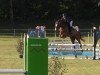 jumper Bob der Baumeister 3 (Hanoverian, 2019, from Balou Peggio)