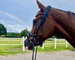 dressage horse Don Colore (Hanoverian, 2019, from Don Olymbrio)