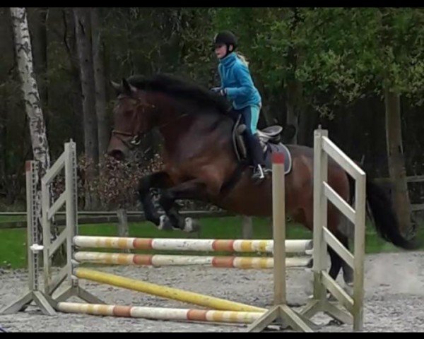 dressage horse Crystal H (Holsteiner, 2008, from Cristo)