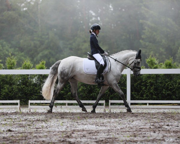 Dressurpferd Lilo 75 (Lusitano, 2016)