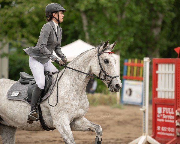 jumper Perfect Day 6 (Hanoverian, 2016, from Perigueux)