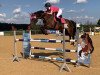 jumper Cillepitsch (Oldenburg show jumper, 2012, from Casiro I)