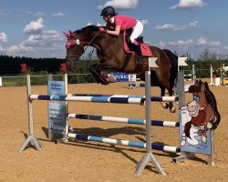 jumper Cillepitsch (Oldenburg show jumper, 2012, from Casiro I)