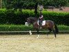 dressage horse Very special Girl (Westphalian, 2021, from Valentino Rossi)