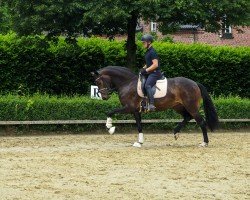 dressage horse Very special Girl (Westfale, 2021, from Valentino Rossi)