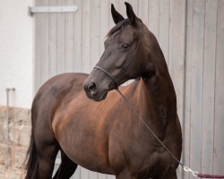 dressage horse Sarabi 13 (Hanoverian, 2010, from Status Quo)