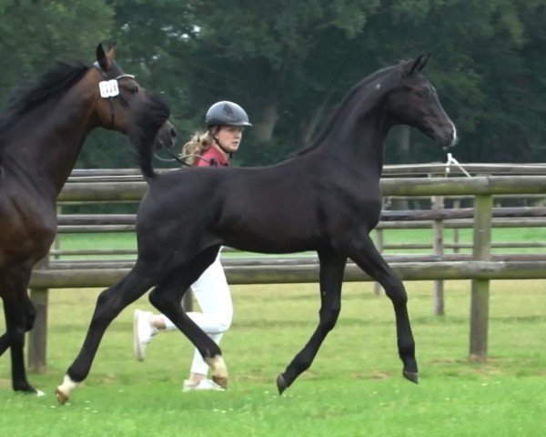 foal by Hengst von Crack / Contendro II (Holsteiner, 2024, from Crack)
