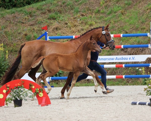 Fohlen von Waltraud (Oldenburger, 2024, von Lodovico)