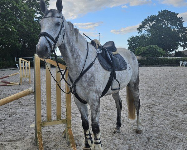 jumper Cool Boy 37 (Hanoverian, 2018)