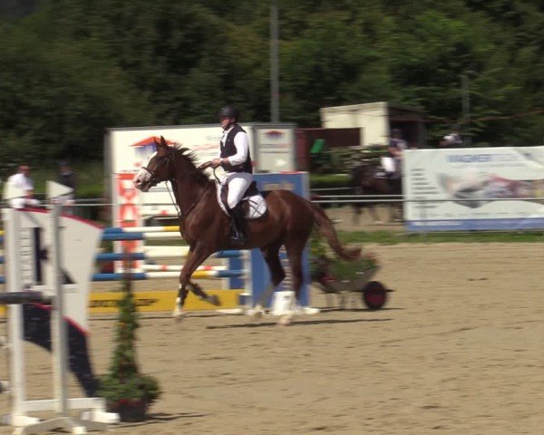 Reitturnier Weiswampach  2024