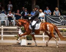 dressage horse Wittmanns Nonplusultra (German Riding Pony, 2021, from FS Next Diamond)