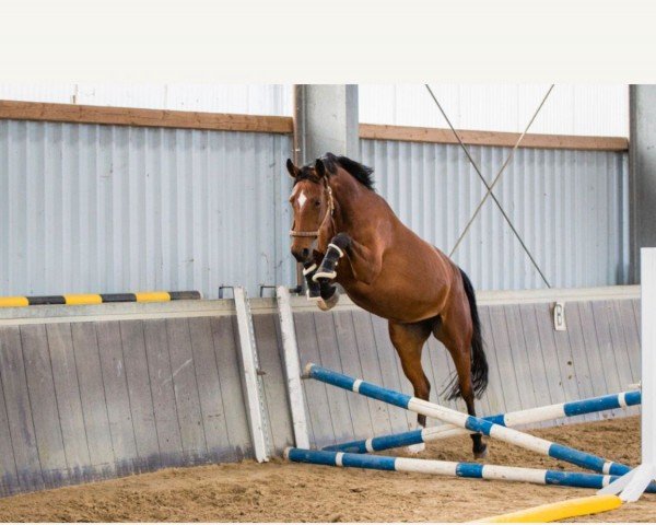 dressage horse Belle Elise (Westphalian, 2015, from Bodyguard 49)