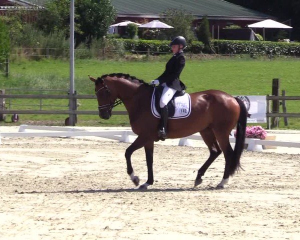 Looper Holzer Dressurfestival 2024