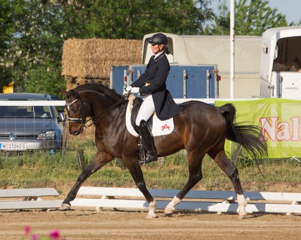 dressage horse Donauprinz 2 (Austrian Warmblood, 2003, from Donnerprinz)