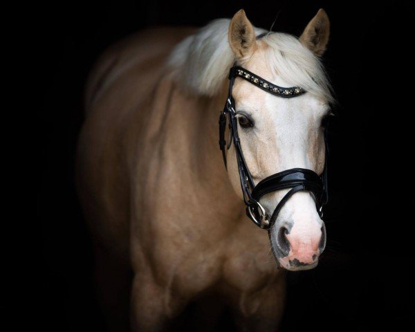 Springpferd Wirthsmühle Fayne (Connemara-Pony, 2009, von Penancing-Brook Hazy Marschall)