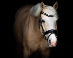 jumper Wirthsmühle Fayne (Connemara Pony, 2009, from Penancing-Brook Hazy Marschall)