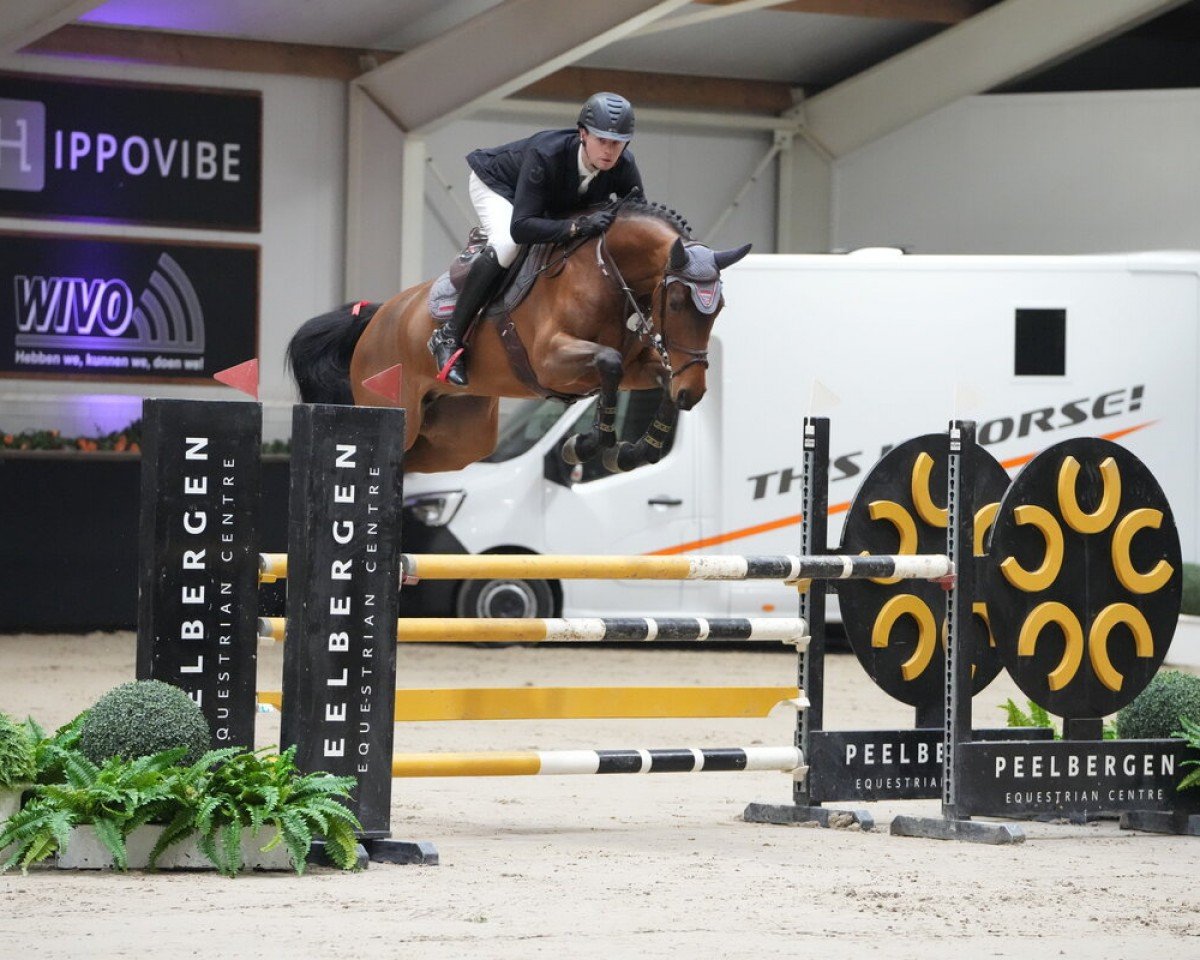 broodmare Catniss Four C (Holsteiner, 2018, from Catover)