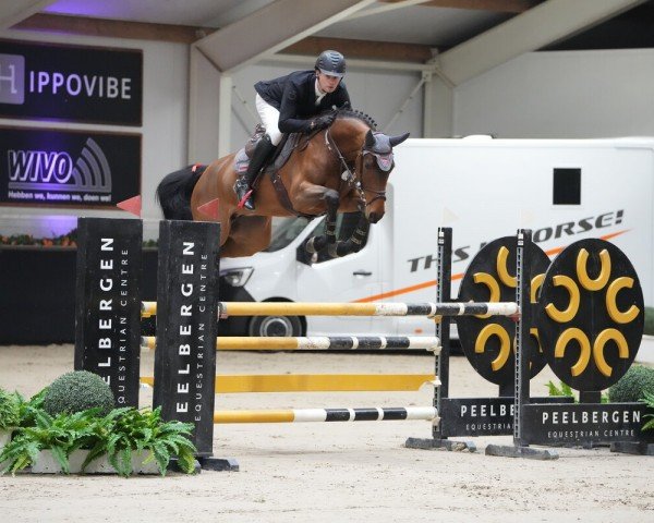 broodmare Lone Von Der Hahnenkoppel (Holsteiner, 2018, from Catover)