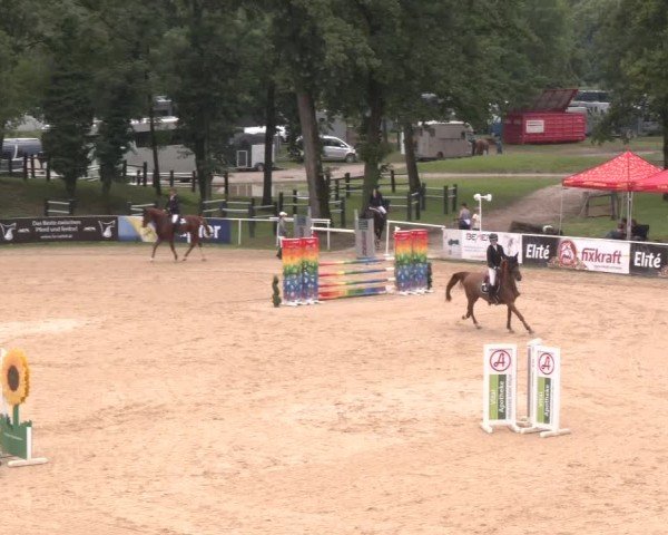 Reitturnier Stadl-Paura 2024