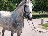 dressage horse Napoleon (Lipizzaner, 2015)