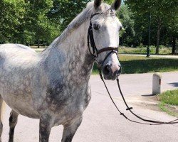 dressage horse Napoleon (Lipizzaner, 2015)