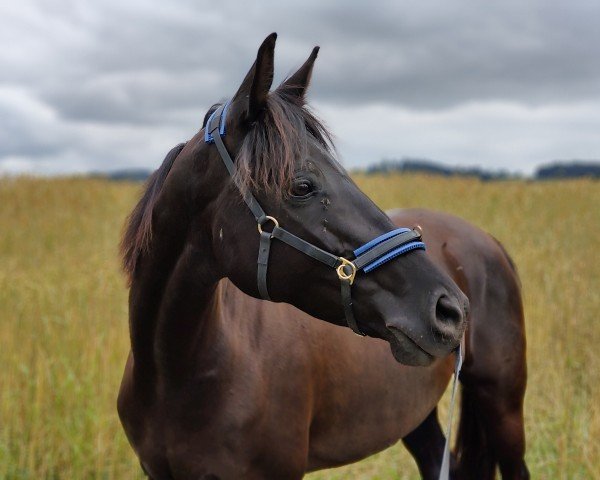 broodmare Chilly (Westphalian, 2018, from Christ)