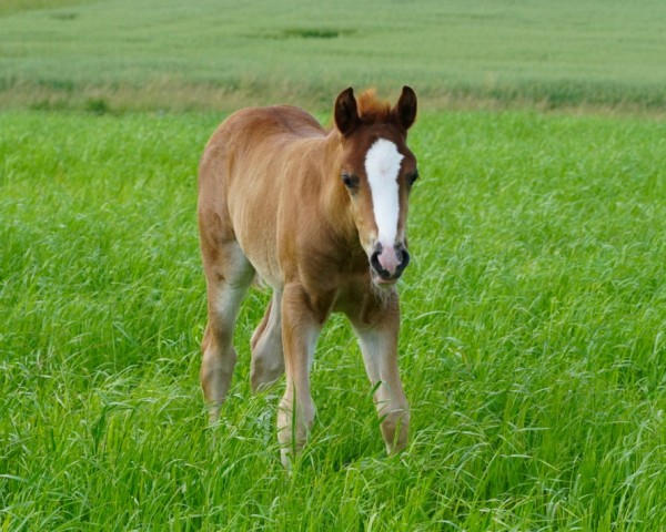 foal Davino Hope (Swiss Reitpony, 2024, from Frankenhöh's Da Vinci)