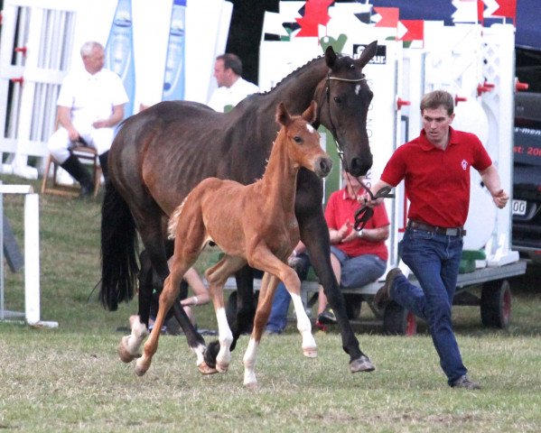 Dressurpferd Sir Henry 327 (Westfale, 2015, von Sir Heinrich OLD)