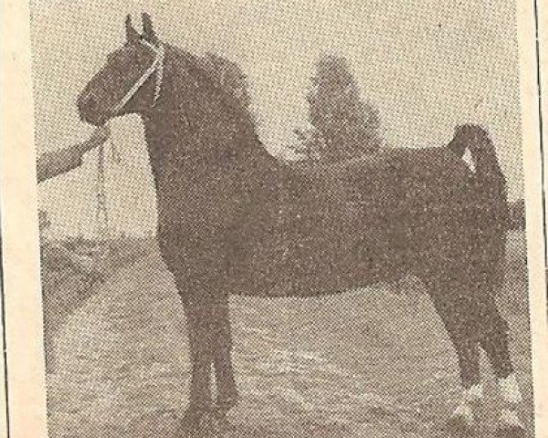 stallion Regent (Oldenburg, 1947, from Reinald)