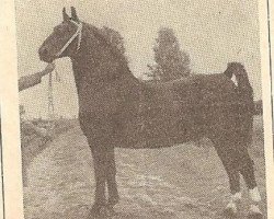 Deckhengst Regent (Oldenburger, 1947, von Reinald)