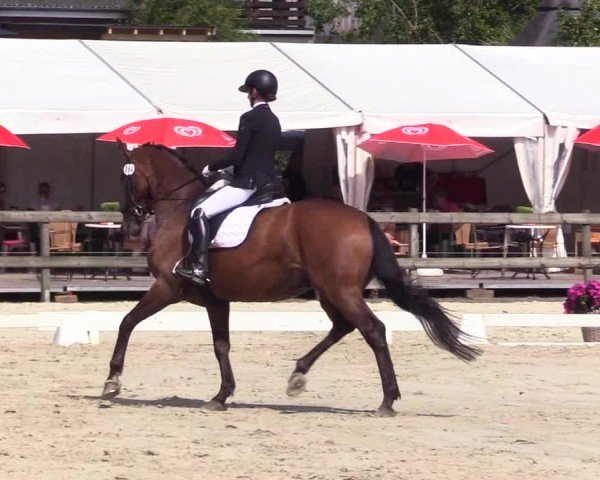 Looper Holzer Dressurfestival 2024